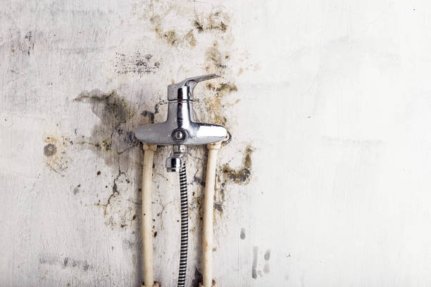 Best Toxic Mold Removal  in Smyrna, GA