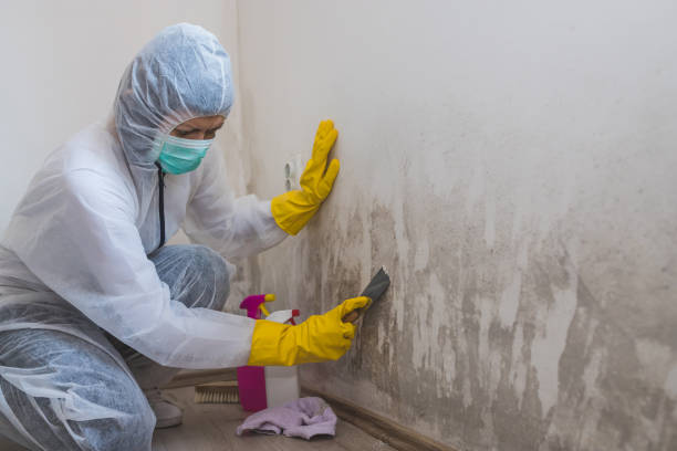 Best Certified Mold Removal  in Smyrna, GA