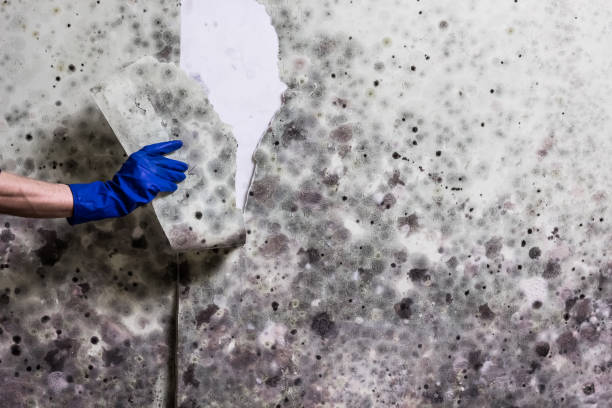 Best Local Mold Removal Service  in Smyrna, GA
