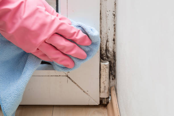 Best Attic Mold Removal  in Smyrna, GA